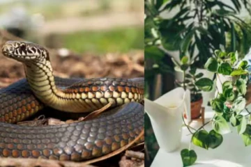 இந்த விலங்குகள் வீட்டிற்குள் வந்தால் என்ன அர்த்தம் தெரியுமா?