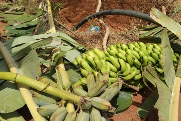 சீரற்ற காலநிலையினால் சேதமடைந்த வாழை பயிர்செய்கை (Photo)