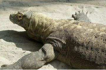 கர்ப்பமான உடும்புவிற்கு சிலம்பரசனின் தாய் செய்த உதவி! தாய்மை உள்ளத்தை கொண்டாடும் ரசிகர்கள்