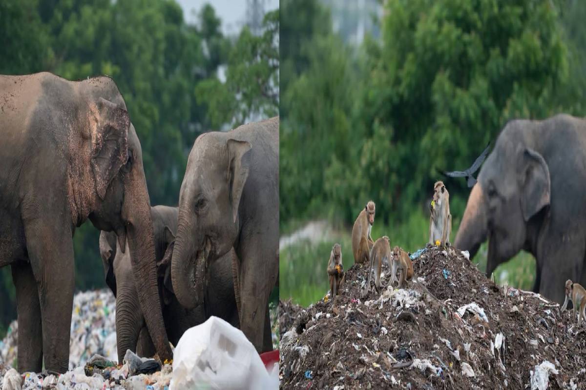 மனிதர்கள் வீசும் குப்பைகளால் ஆபத்தில் காட்டு யானைகள் ; அதிகாரிகள் உடனடி கவனம் செலுத்துவார்களா? | Wild Elephants At Risk Due Trash Discarded Humans மனிதர்கள் வீசும் குப்பைகளால் ஆபத்தில் காட்டு யானைகள் ; அதிகாரிகள் உடனடி கவனம் செலுத்துவார்களா? | Wild Elephants At Risk Due Trash Discarded Humans