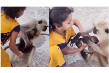 தன் குழந்தையை பிடுங்கிய சிறுமியிடம் தாய் குரங்கு செய்த செயலைப் பாருங்க - நெகிழ்ச்சி வீடியோ