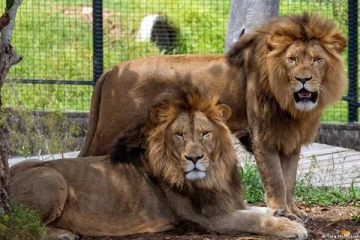 உயிரியல் பூங்காவிலிருந்து 5 சிங்கங்கள் தப்பியதால் ஏற்பட்ட பரபரப்பு!