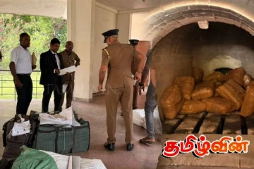 யாழில் கைப்பற்றப்பட்ட பெருமளவு கேரள கஞ்சா அழிப்பு