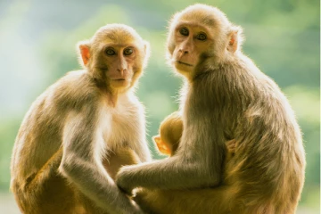 சீன உயிரியல் பூங்காவில் பாக்டீரியா தொற்று ; 11 குரங்குகள் உயிரிழப்பு