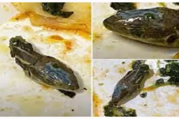 விமானத்தில் வழங்கப்பட்ட உணவில் பாம்பின் தலை -ஊழியர் அதிர்ச்சி..வீடியோ வைரல்!