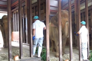 யானை கையெடுத்து கும்பிட்ட நபர் - பதிலுக்கு யானை செய்த செயல் - நெகிழ்ச்சி வீடியோ!