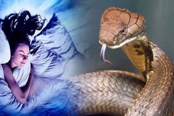 கனவில் பாம்பு அடிக்கடி வந்தால் என்ன அர்த்தம்? இரட்டை பாம்பை பார்த்தால் பேரதிர்ஷ்டமாம்