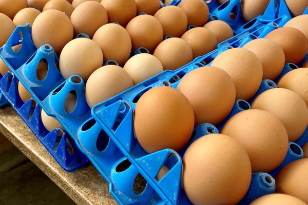 இந்தியாவிலிருந்து இறக்குமதி செய்யுங்கள்! | Import From India Egg
