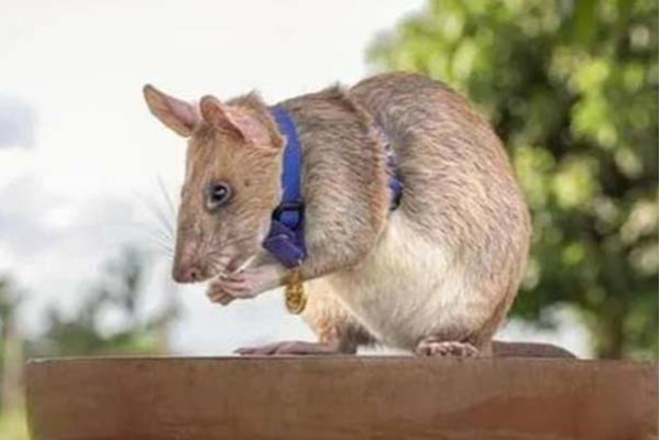 ஹீரோவாக செயல்பட்டு விருது வாங்கிய எலி: உயிரிழந்த சோகம் | Landmine Detecting Rat Died In Cambodia