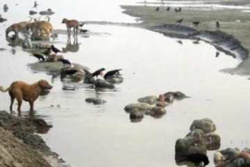 அழுகிய நிலையில் மிதந்து வந்த சடலங்கள்! கங்கை நீரில் கொரோனா வைரஸா? ஆய்வில் வந்த ரிசல்ட்