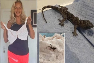 பெண்ணின் உள்ளாடைக்குள் மறைந்திருந்த பல்லி: 4000 கிலோ மீற்றர் பயணம் செய்த அதிசயம்