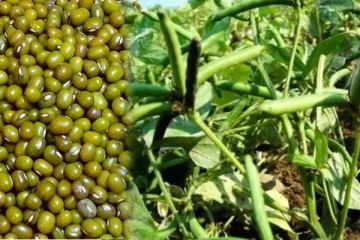 மன்னாரில் பயறு செய்கையில் அதிகளவு விளைச்சல்! நிலவரத்தை பார்வையிட்ட காதர் மஸ்தான் (Photos)