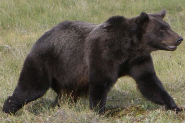 ஜப்பான் தொடர்பில் பயண எச்சரிக்கை விடுத்துள்ள கனடிய அரசாங்கம் | Canada Issues Travel Safety Update For Japan ஜப்பான் தொடர்பில் பயண எச்சரிக்கை விடுத்துள்ள கனடிய அரசாங்கம் | Canada Issues Travel Safety Update For Japan