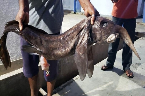 ஆழ்கடலில் சிக்கிய அரிய வகை மீன் | Unknown Fish Caught In The Deep Sea