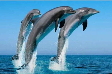 මුහුද මැදත් පාර කියන ඩොල්ෆින්..