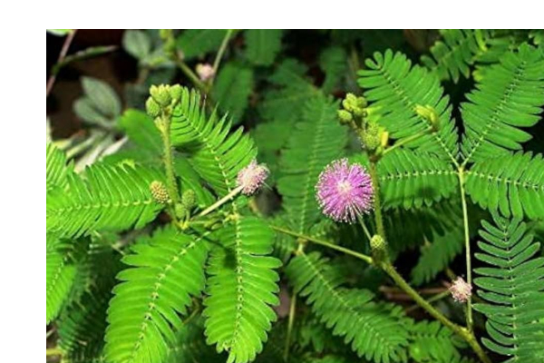 இந்த ஒரு செடி வீடுகளில் இருந்தால் போதும்.. சனி தோஷம் நொடியில் விலகும் | Vastu Benefits Of Keeping Shami Plant At Home