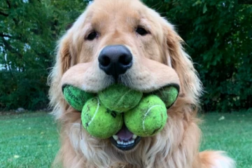 டென்னிஸ் பந்துகளை வாயில் வைத்து உலக சாதனை படைத்த நாய்! குவியும் வாழ்த்துக்கள்