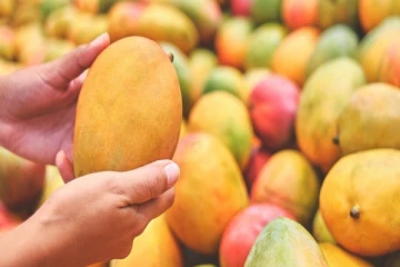 இரசாயனத்தில் பழுக்கவைத்த மாம்பழங்களை எப்படி கண்டுபிடிப்பது?