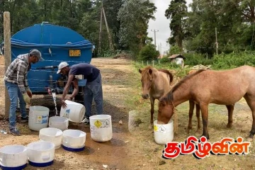 நுவரெலியாவில் கண்காணிப்பின்றி திரியும் மட்டக்குதிரை! உரிமையாளர்களுக்கு எச்சரிக்கை