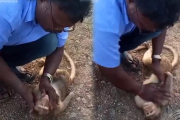 சடலமாக காணப்பட்ட குரங்கு! உயிர் கொடுக்க நடந்த போராட்டம்: நெகிழ வைக்கும் காட்சி