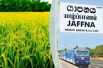 யாழில் பெரும்போக நெற் செய்கை ஆரம்பம்