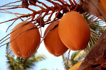 இளநீர் விலையில் சடுதியாக ஏற்பட்ட மாற்றம்