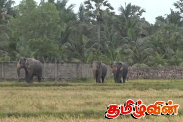 மட்டக்களப்பு மாநகர எல்லைக்குள் தொடரும் காட்டு யானைகள் அட்டகாசம்
