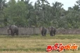 மட்டக்களப்பு மாநகர எல்லைக்குள் தொடரும் காட்டு யானைகள் அட்டகாசம்