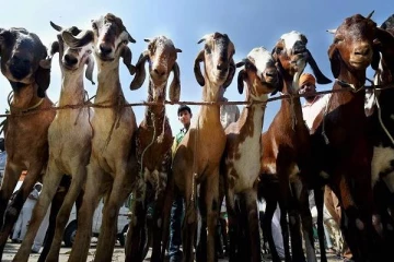 சாலையில் ஆடு வெட்டுவதை வேடிக்கை பார்க்க முடியாது...உச்சநீதிமன்றம் கடும் கண்டனம்!