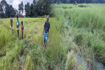 முல்லைத்தீவு- இடைக்கட்டு கிராமத்தில் யானைகளால் அழிக்கப்பட்ட நெற்செய்கை நிலங்கள்(Photos)