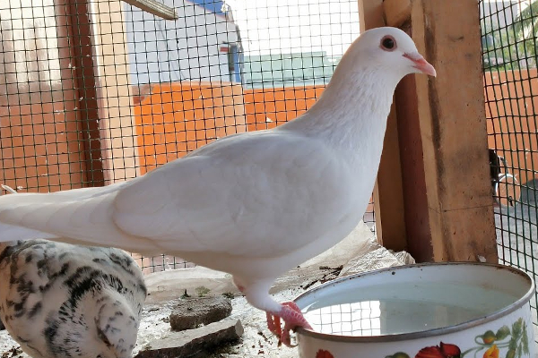 ஈவிரக்கமின்றி புறாக்களை திருடி தின்று காணொளி வெளியீடு! | Video Of Stealing And Eating Pigeons