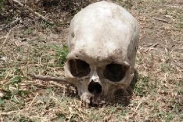 வவுனியாவில் மண்டை ஓடு மீட்பு! தீவிர விசாரணையில் பொலிஸார்