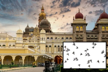 மைசூரு அரண்மனைக்கு புறாக்களால் வந்த ஆபத்து - முன்னெச்சரிக்கை நடவடிக்கைகளுக்கு உத்தரவிட்ட கமிஷனர்!!