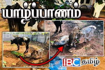 யாழில் இடம்பெற்ற அரிய நிகழ்வு : தீயாய் பரவும் புகைப்படங்கள்
