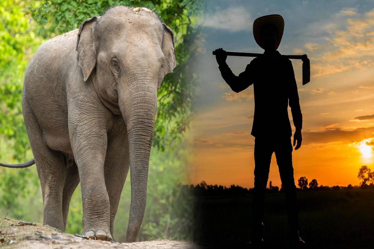 மெதிரிகிரியை பகுதியில் வீடு திரும்பிய விவசாயிக்கு காத்திருந்த அதிர்ச்சி..! | Person Killed After Being Attacked By Elephant மெதிரிகிரியை பகுதியில் வீடு திரும்பிய விவசாயிக்கு காத்திருந்த அதிர்ச்சி..! | Person Killed After Being Attacked By Elephant