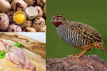 காடை இறைச்சி சாப்பிடுவது நல்லது... ஏன் தெரியுமா?