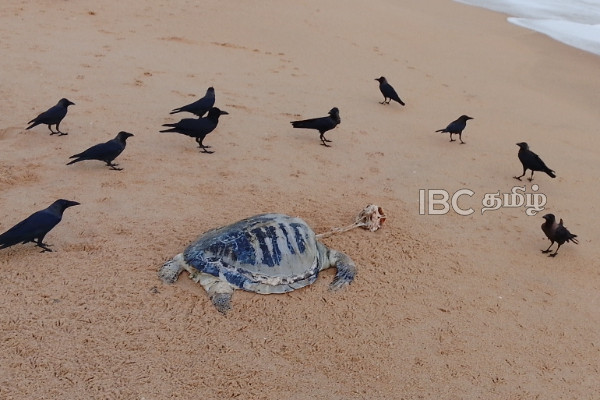 இறந்த நிலையில் கரை ஒதுங்கிய கடல் ஆமைகள் | Giant Turtle Found Washed Up On Beach Area இறந்த நிலையில் கரை ஒதுங்கிய கடல் ஆமைகள் | Giant Turtle Found Washed Up On Beach Area