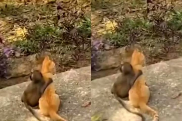 ஒற்றுமையில் மனிதர்களை மிஞ்சும் குரங்கு! வைரல் வீடியோ!