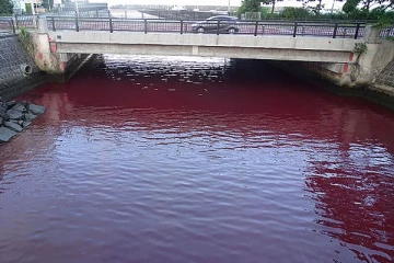 திடீரென ரத்த சிவப்பில் மாறிய நதி நீர் - பதறிப்போன மக்கள்!