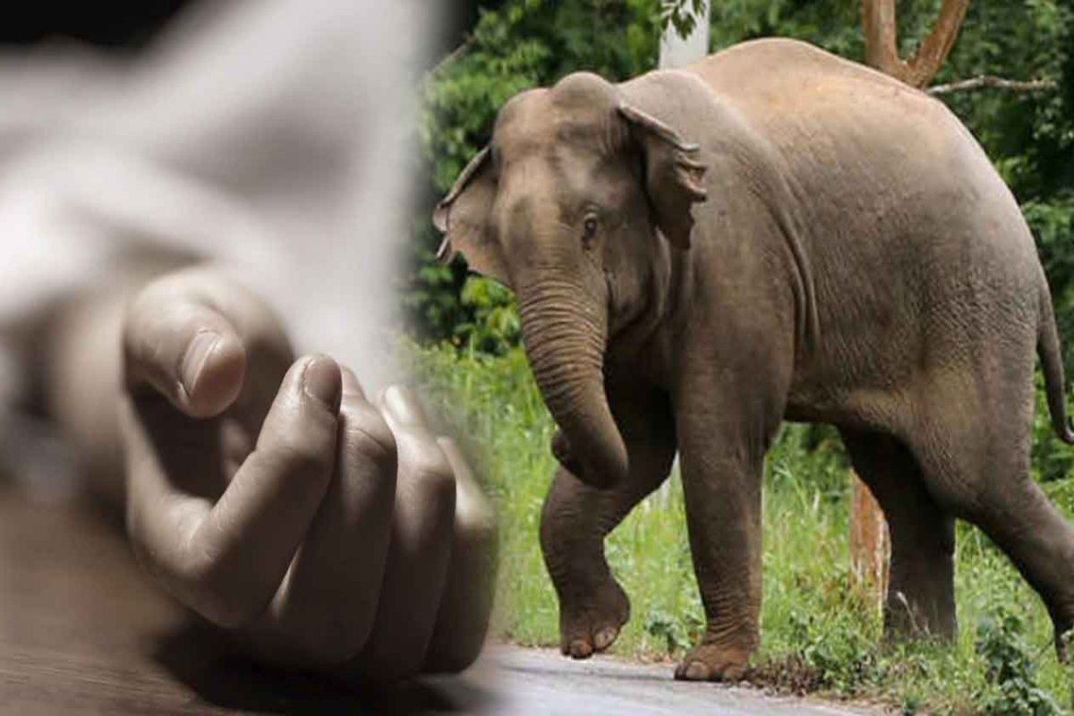தமிழர் பகுதியில் குடும்பஸ்தருக்கு எமனான காட்டு யானை | Wild Elephant Kills Family Man In Vavuniya தமிழர் பகுதியில் குடும்பஸ்தருக்கு எமனான காட்டு யானை | Wild Elephant Kills Family Man In Vavuniya