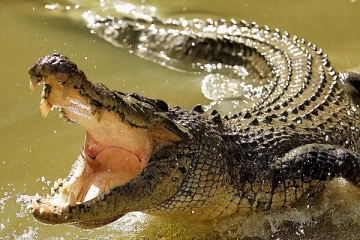 திருகோணமலையில் முதலையால் உயிரிழந்த இளைஞன்