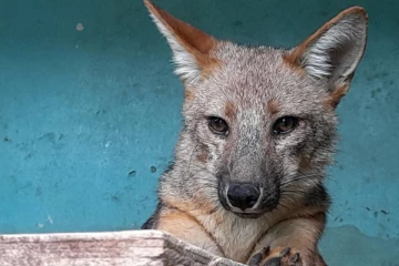 நாய் என நினைத்து ஆசை ஆசையாக வளர்த்து வந்த தம்பதிக்கு இறுதியில் காத்திருந்த அதிர்ச்சி! என்ன தெரியுமா?