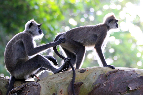 சீனாவுக்கு குரங்கு ஏற்றுமதியில் திடீர் திருப்பம் | A Sudden Turnaround In Monkey Exports To China