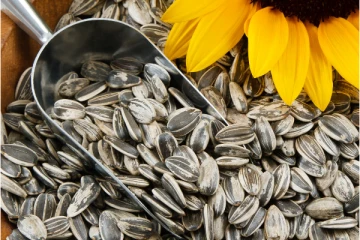 சூரியகாந்தி விதையில் உள்ள நன்மைகள் பற்றித் தெரியுமா?