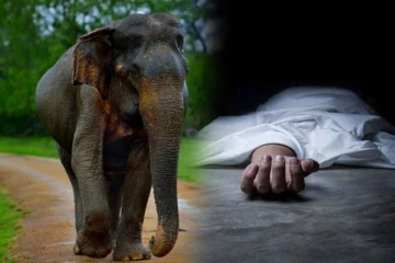வீட்டிற்கு முன் நின்றுகொண்டிருந்தவரை திடீரென வந்து தாக்கிய காட்டு யானை