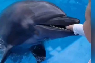 6 வயது சிறுவன் கையைக் கடித்த டால்பின்!