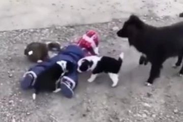 குழந்தையை காப்பாற்ற பதறி ஓடும் நாய் குட்டிகள்! மீண்டும் மீண்டும் ரசிக்க வைத்த பாசப் போராட்டம்