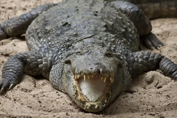 රැල්ල පාගන්න ආ අඩි 07ක විසල් කිඹුලා - ජනතාවට විශේෂ දැනුම්දීමක්.. (VIDEO)