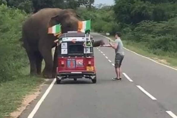 பயணிகள் சென்ற முச்சக்கரவண்டியை பிரட்டிபோட்ட யானை! வைரலாகும் காட்சி | Elephant Flipped Three Wheeler That The Passengers
