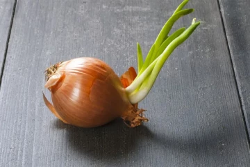 முளைத்த வெங்காயத்தை சமையலுக்கு பயன்படுத்தலாமா? பலரும் அறியாத உண்மை